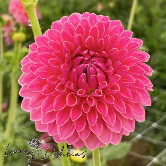 Pink Suffusion Dahlia Tuber - Love Dahlias - south - africa - flower - bulbs