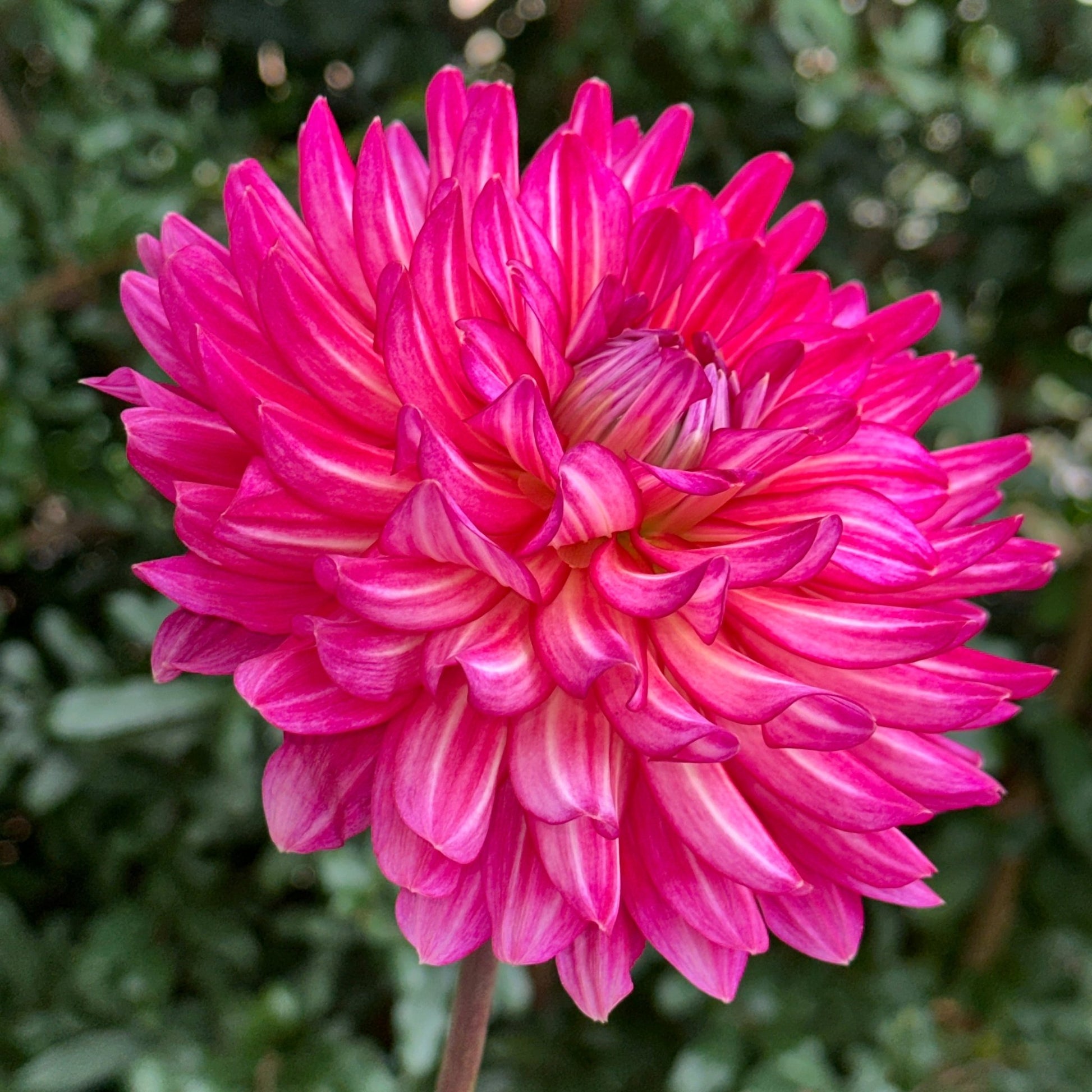 Pinkie Swear Dahlia Tuber - Love Dahlias - south - africa - flower - bulbs
