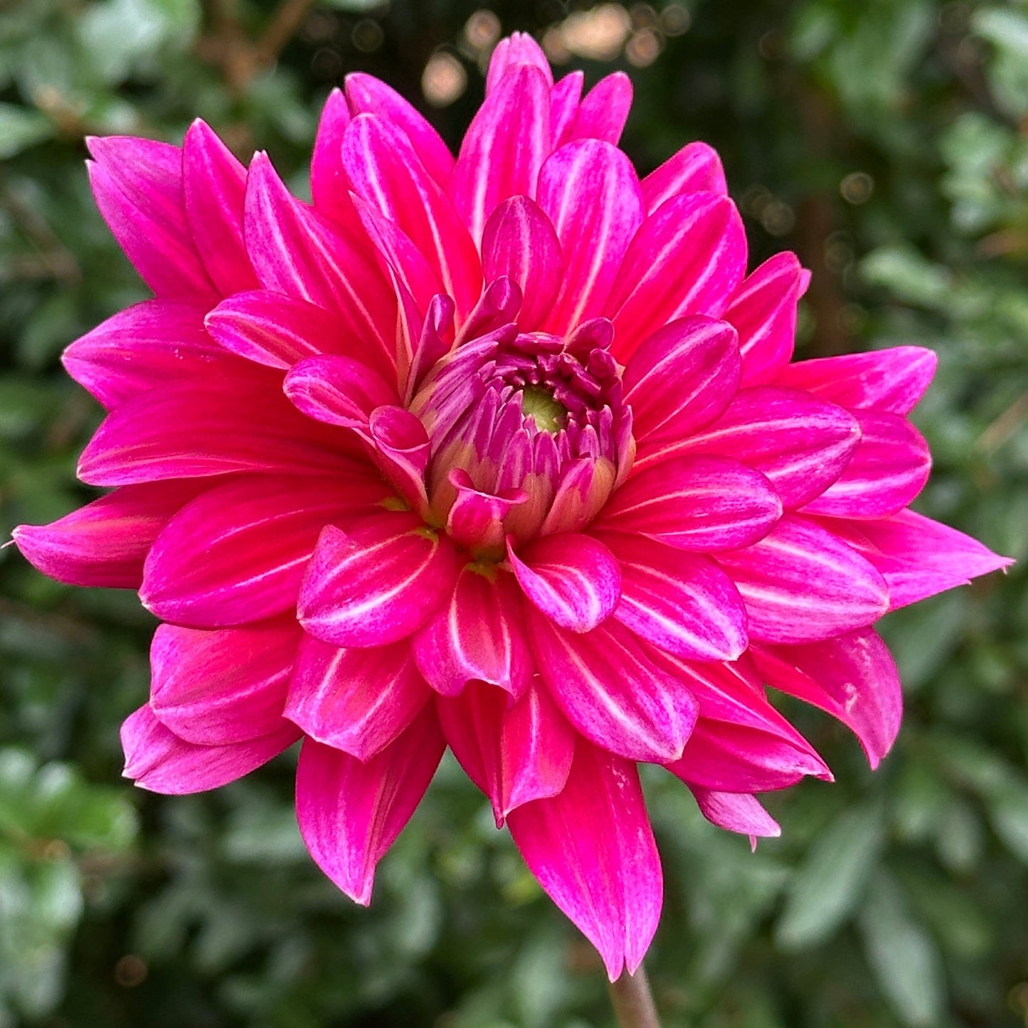 Pinkie Swear Dahlia Tuber - Love Dahlias - south - africa - flower - bulbs