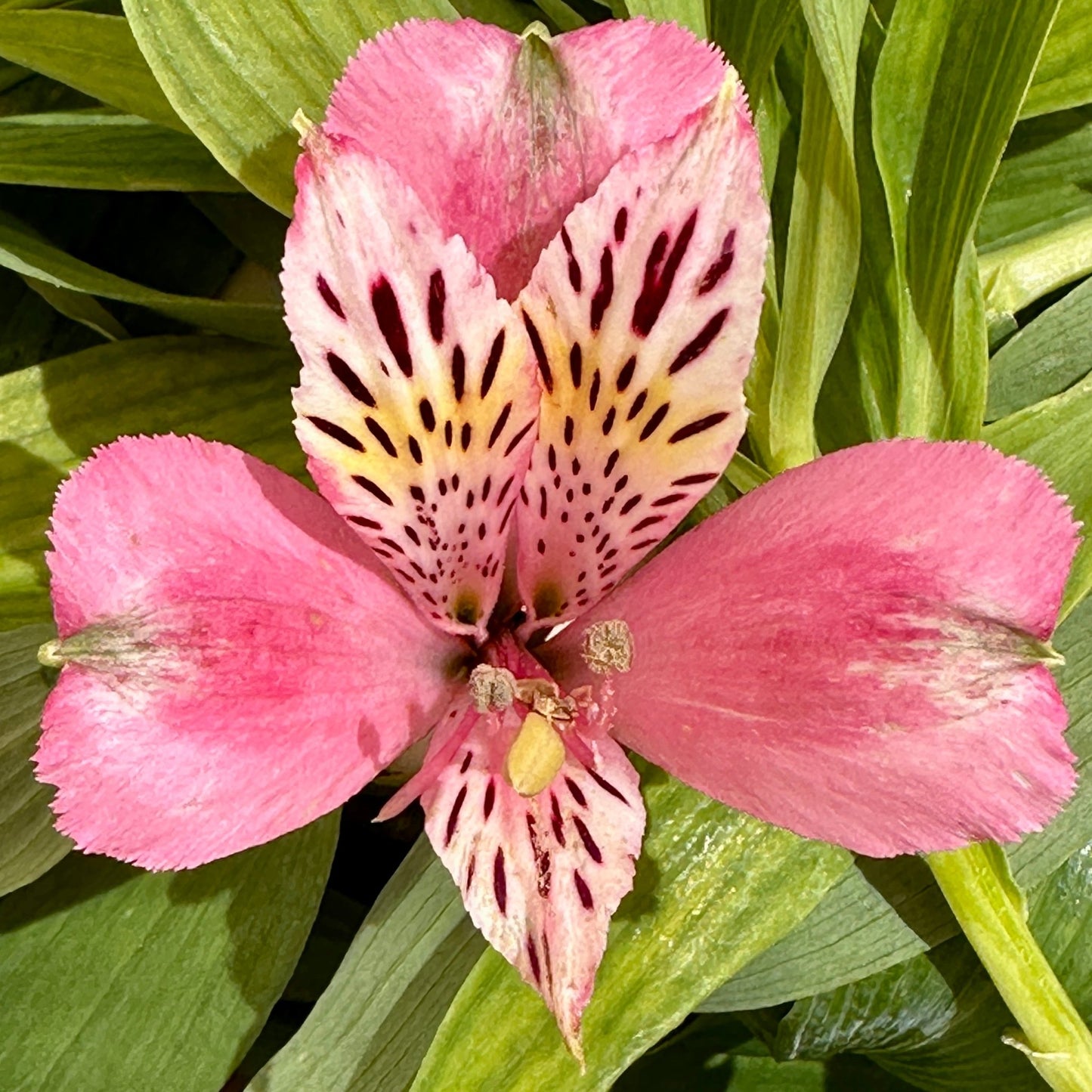 Pinky Alstroemeria Plant (Inca Lily) - Love Dahlias - south - africa - flower - bulbs