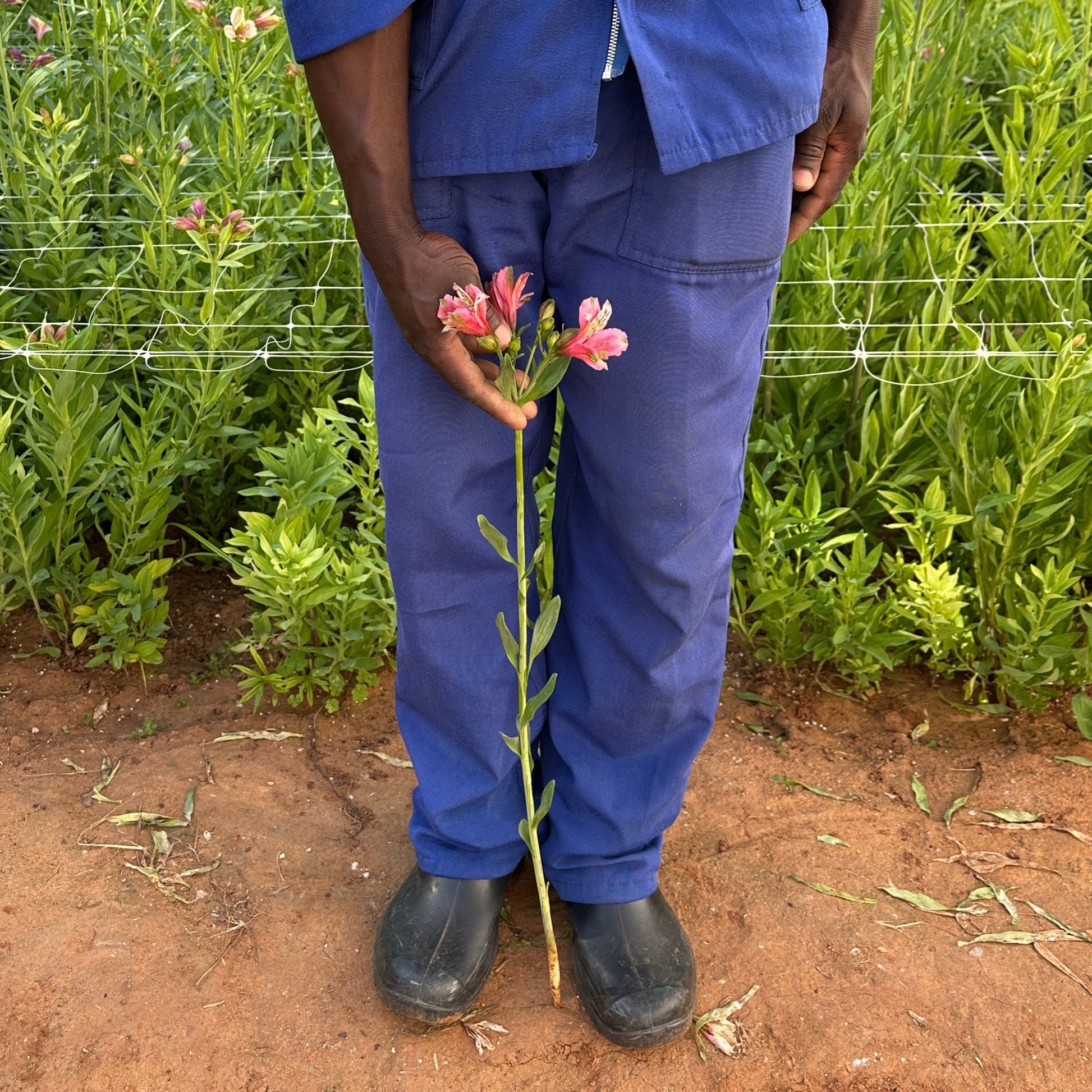 Pinky Alstroemeria Plant (Inca Lily) - Love Dahlias - south - africa - flower - bulbs
