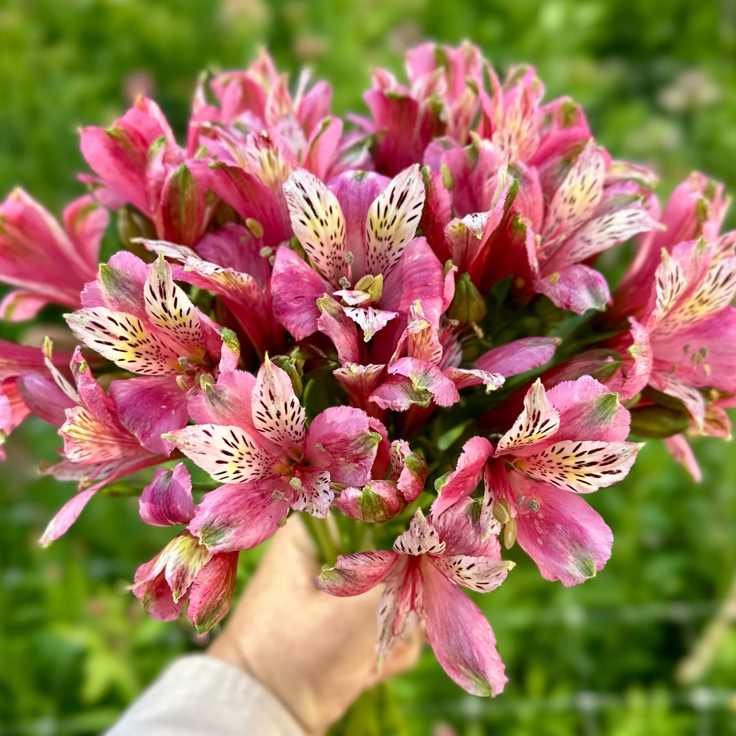 Pinky Alstroemeria Plant (Inca Lily) - Love Dahlias - south - africa - flower - bulbs