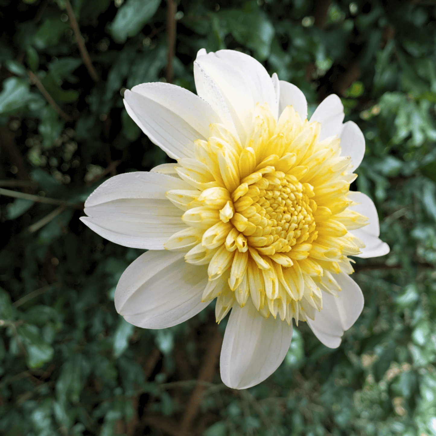 Platinum Blond Dahlia Tuber | South Africa - Love Dahlias - south - africa - flower - bulbs