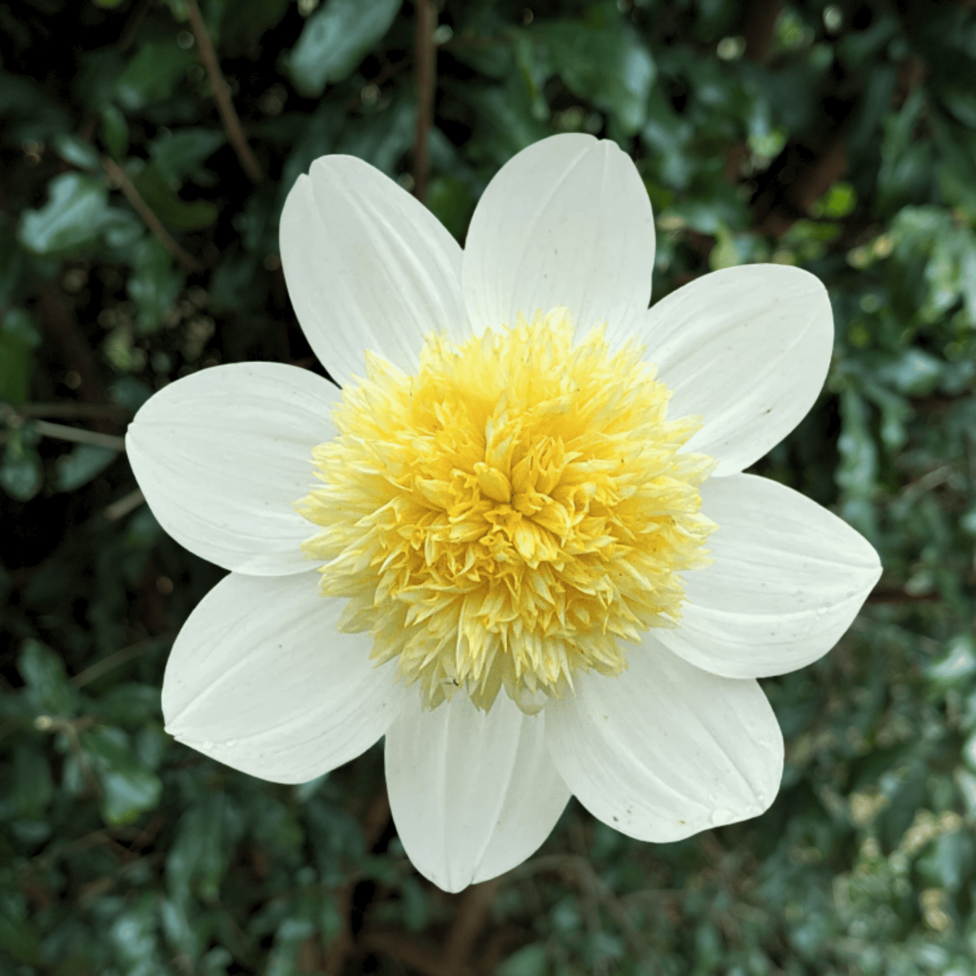 Platinum Blond Dahlia Tuber | South Africa - Love Dahlias - south - africa - flower - bulbs