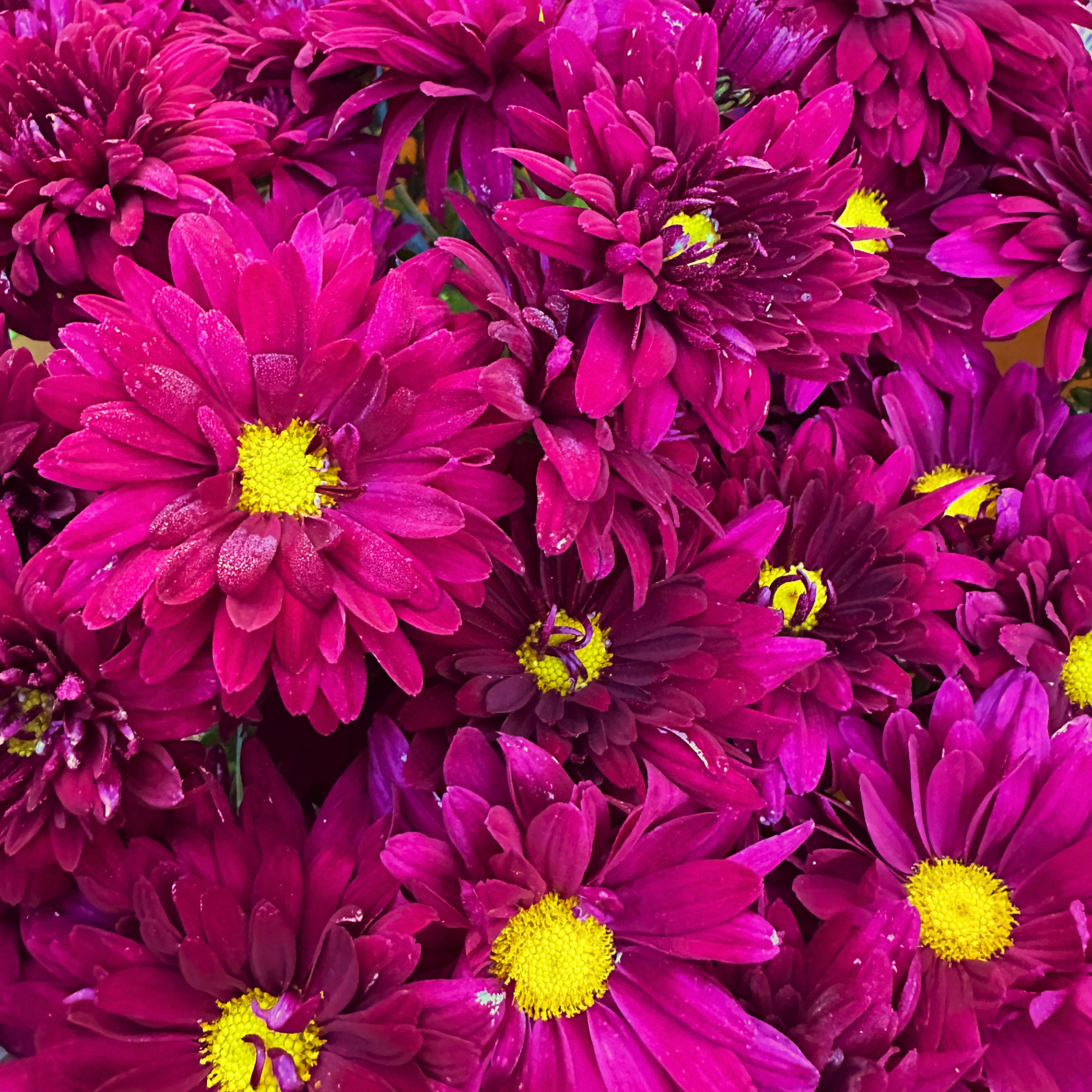 Plum Fizz Heirloom Chrysanthemum | South Africa - Love Dahlias - south - africa - flower - bulbs