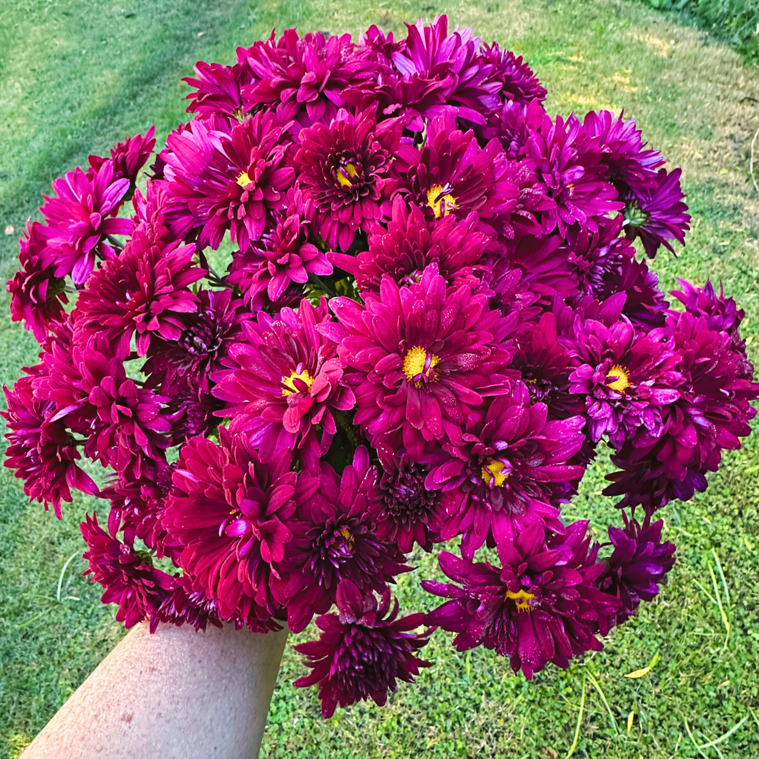 Plum Fizz Heirloom Chrysanthemum | South Africa - Love Dahlias - south - africa - flower - bulbs