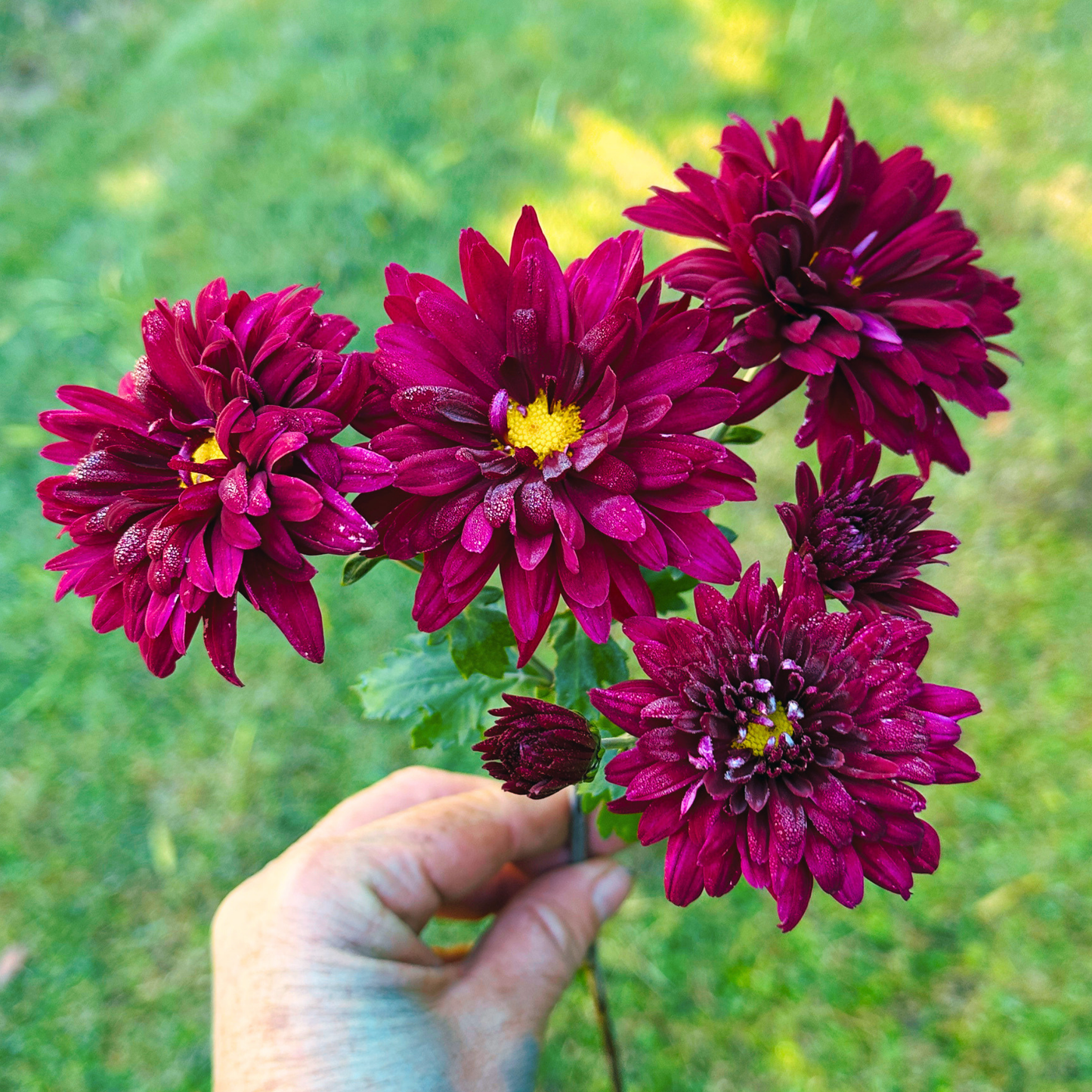 Plum Fizz Heirloom Chrysanthemum | South Africa - Love Dahlias - south - africa - flower - bulbs