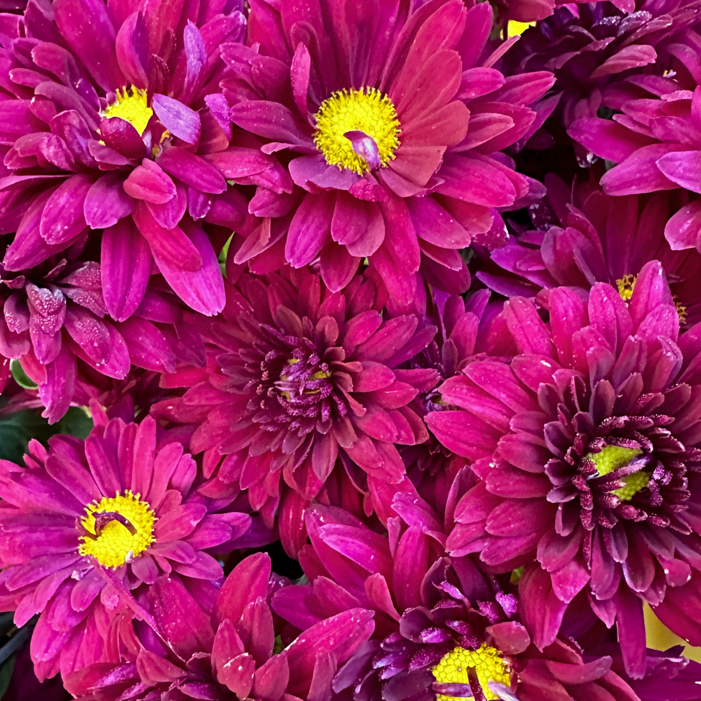 Plum Fizz Heirloom Chrysanthemum | South Africa - Love Dahlias - south - africa - flower - bulbs