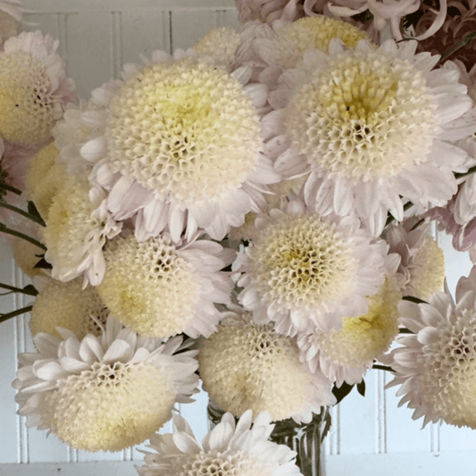 Polar Anderton Heirloom Chrysanthemum (Available 2028) - Love Dahlias-south-africa-flower-bulbs
