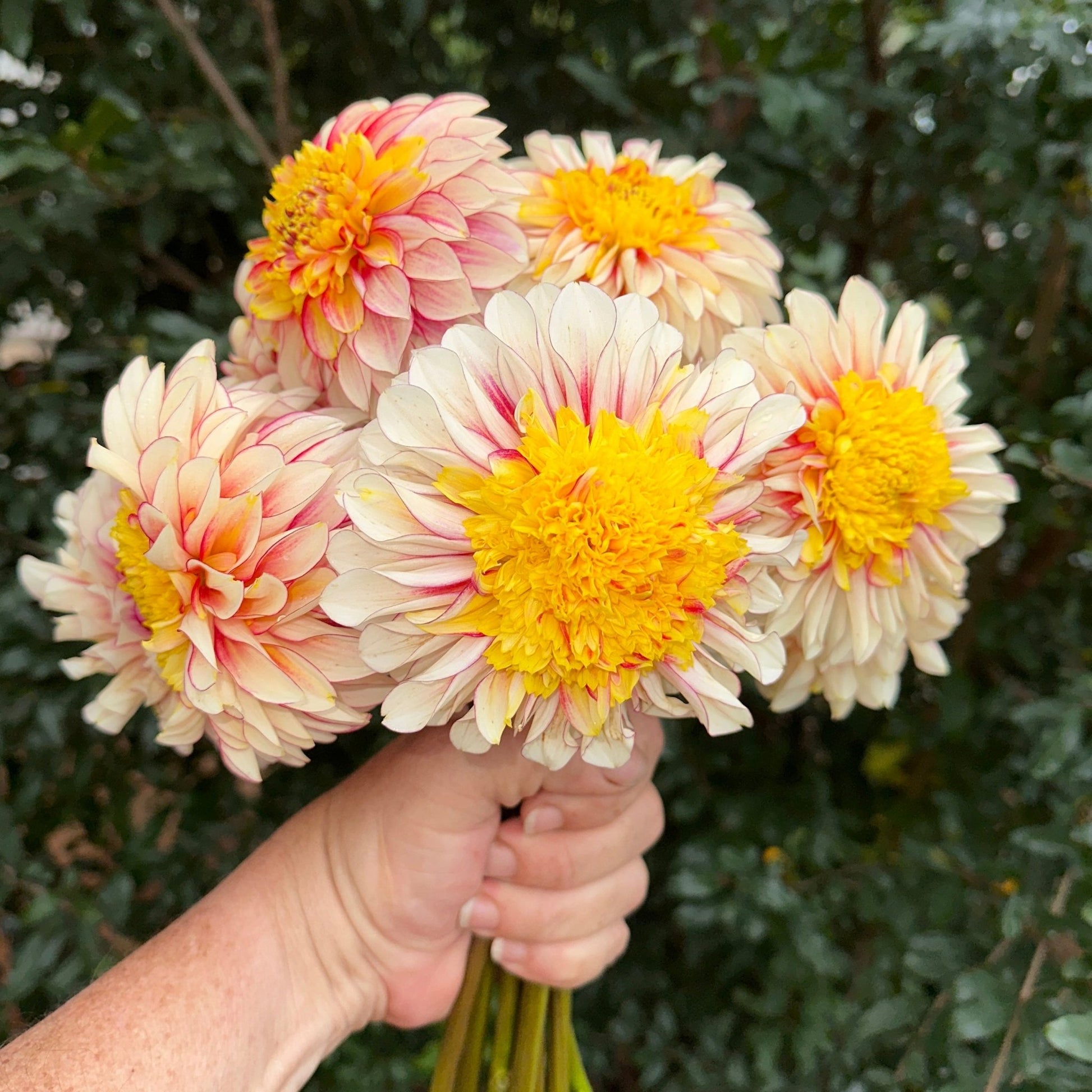 Polka Dahlia Tuber - Love Dahlias - south - africa - flower - bulbs