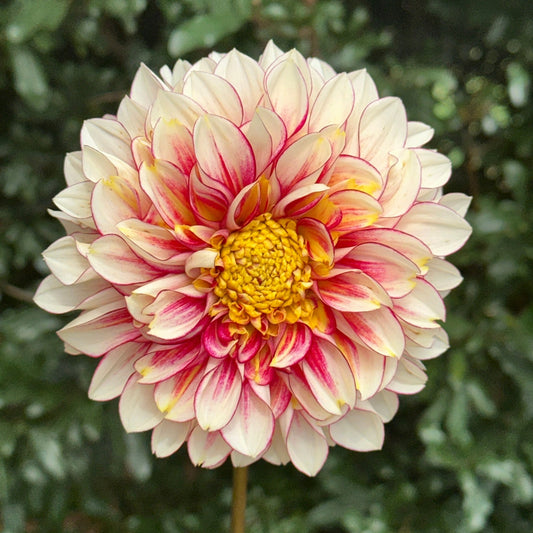 Polka Dahlia Tuber - Love Dahlias - south - africa - flower - bulbs