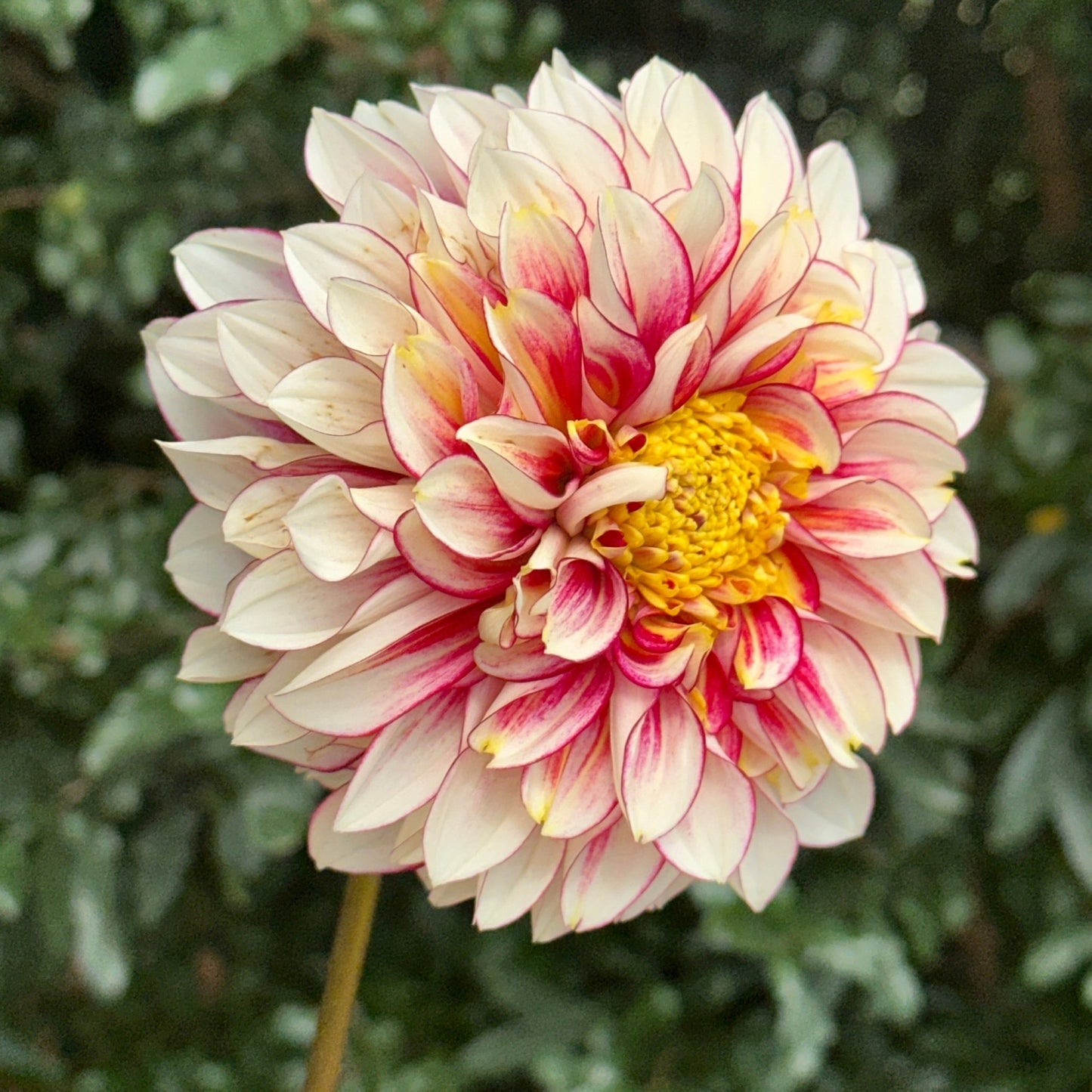 Polka Dahlia Tuber - Love Dahlias - south - africa - flower - bulbs