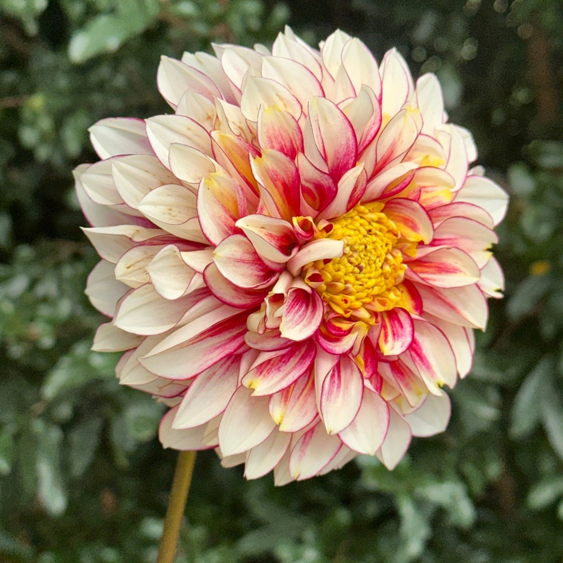 Polka Dahlia Tuber - Love Dahlias - south - africa - flower - bulbs