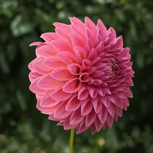 Polventon Kristobel Dahlia Tuber | South Africa - Love Dahlias-#south#-#africa#-#flower#-#bulbs#