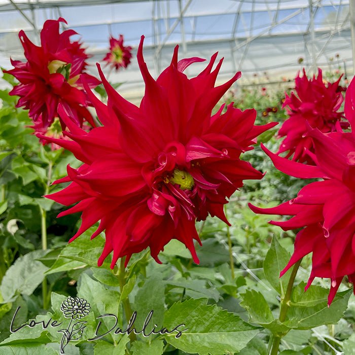Pondicherry Dahlia Tuber - Love Dahlias - south - africa - flower - bulbs