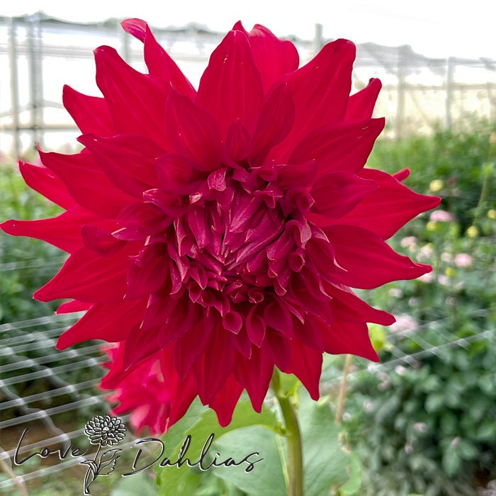 Pondicherry Dahlia Tuber - Love Dahlias - south - africa - flower - bulbs