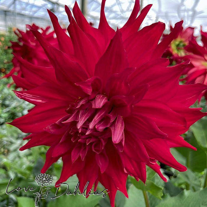 Pondicherry Dahlia Tuber - Love Dahlias - south - africa - flower - bulbs