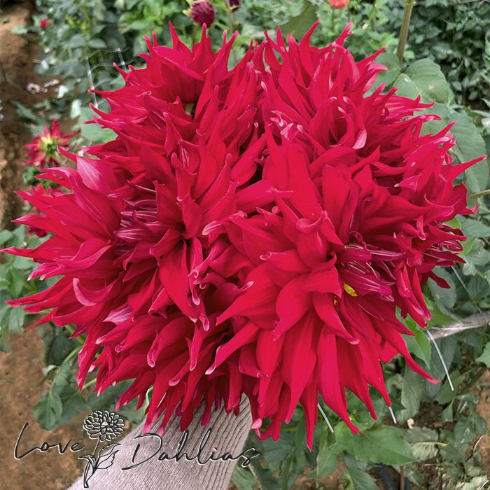 Pondicherry Dahlia Tuber - Love Dahlias - south - africa - flower - bulbs