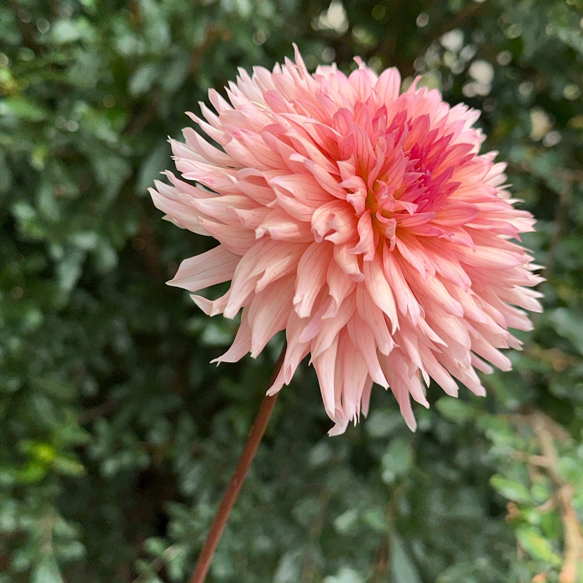 Preference Dahlia Tuber - Love Dahlias - south - africa - flower - bulbs