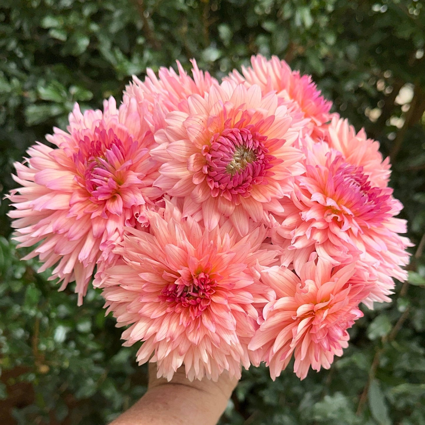 Preference Dahlia Tuber - Love Dahlias - south - africa - flower - bulbs