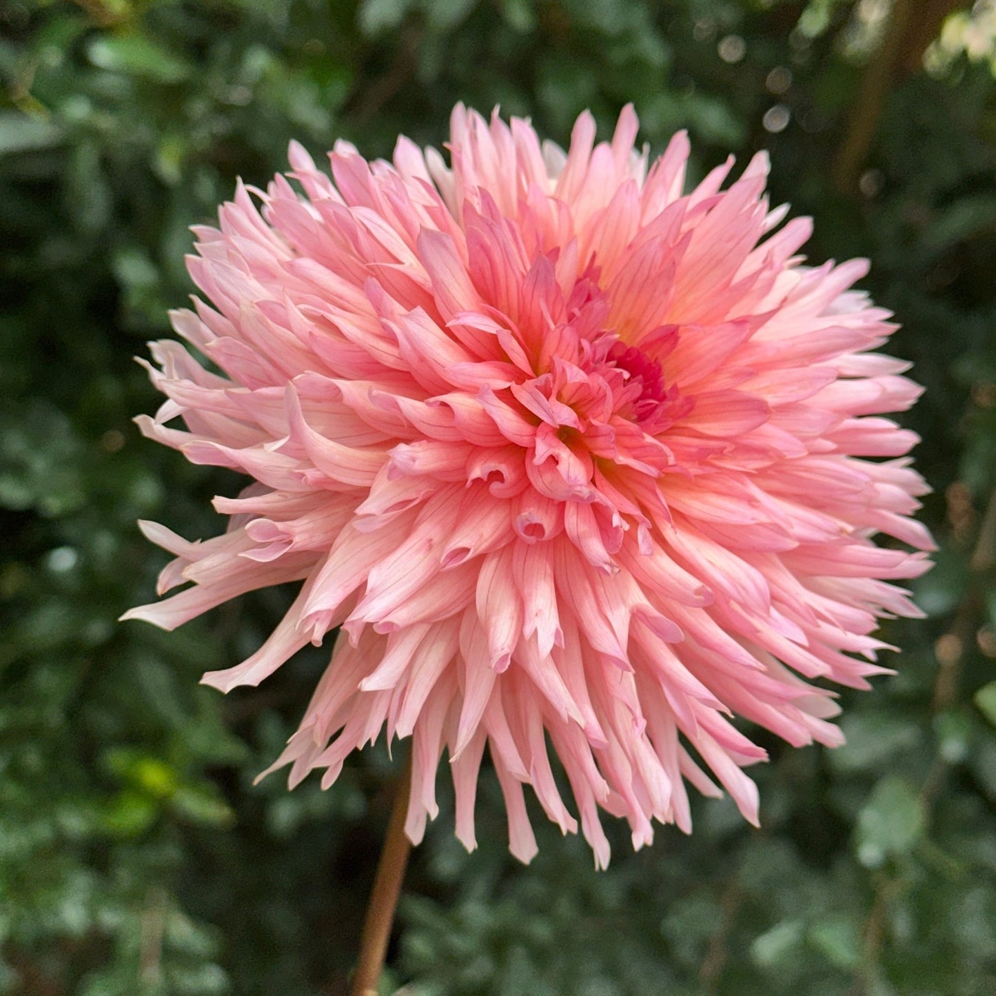 Preference Dahlia Tuber - Love Dahlias - south - africa - flower - bulbs