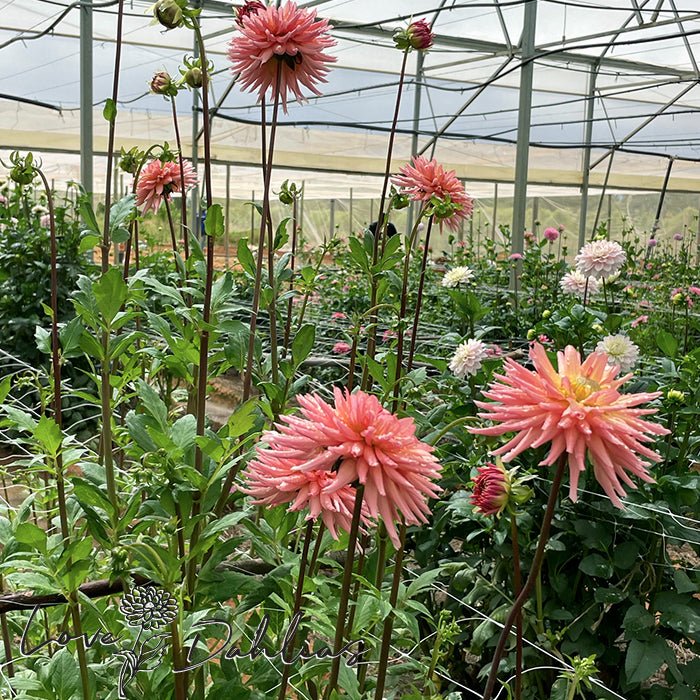 Preference Dahlia Tuber - Love Dahlias - south - africa - flower - bulbs