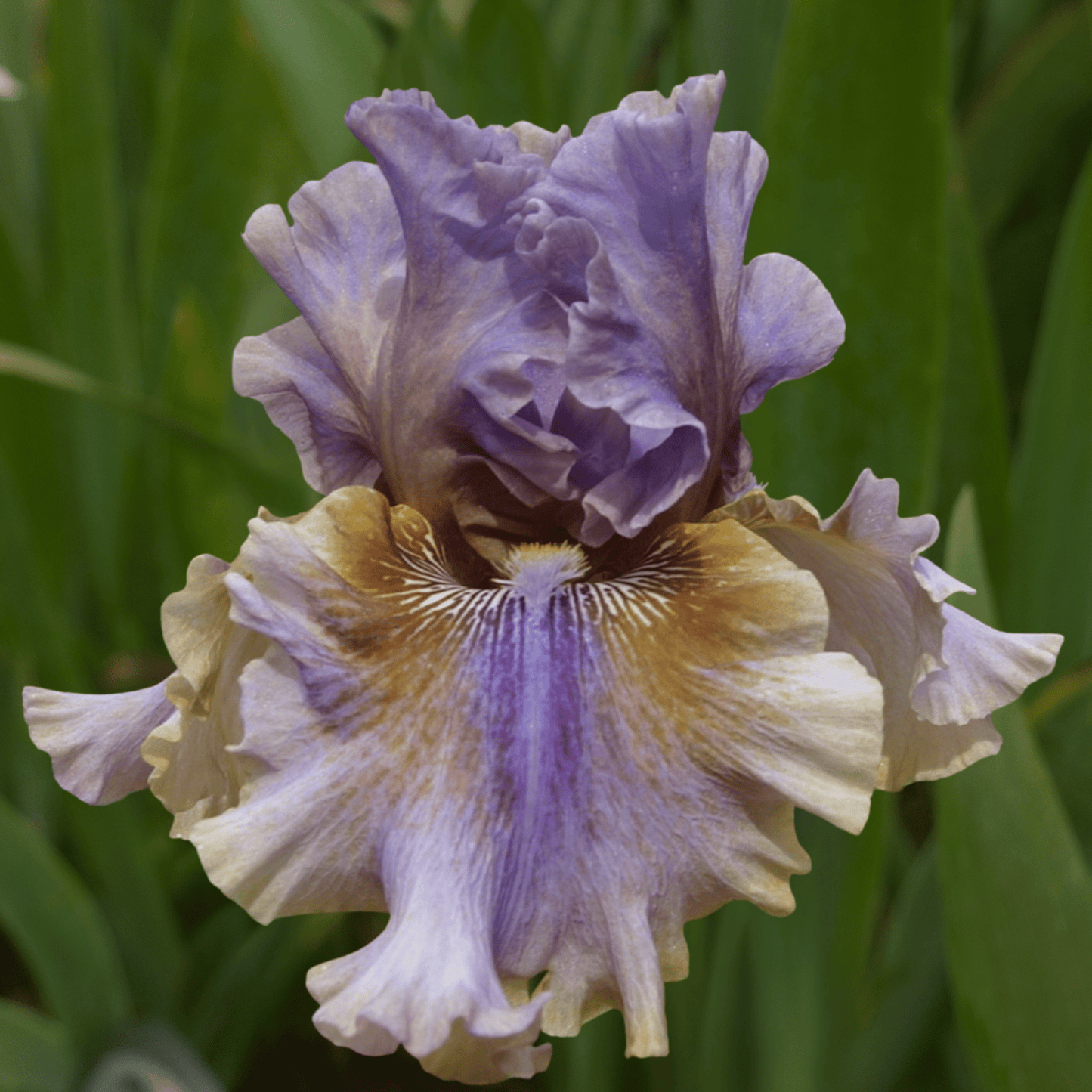 Pretty Ballerina Bearded Iris (Coming in 2028) - Love Dahlias - south - africa - flower - bulbs