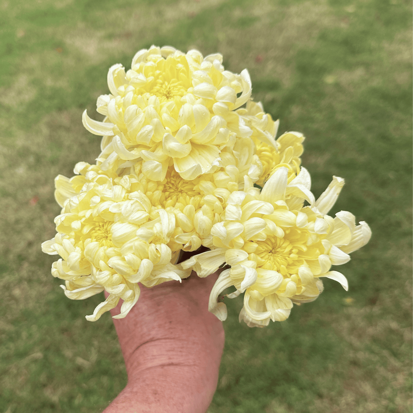 Primrose Mount Shasta Heirloom Chrysanthemum | South Africa - Love Dahlias - south - africa - flower - bulbs