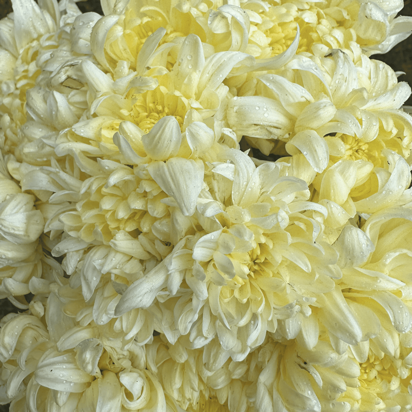 Primrose Mount Shasta Heirloom Chrysanthemum | South Africa - Love Dahlias - south - africa - flower - bulbs