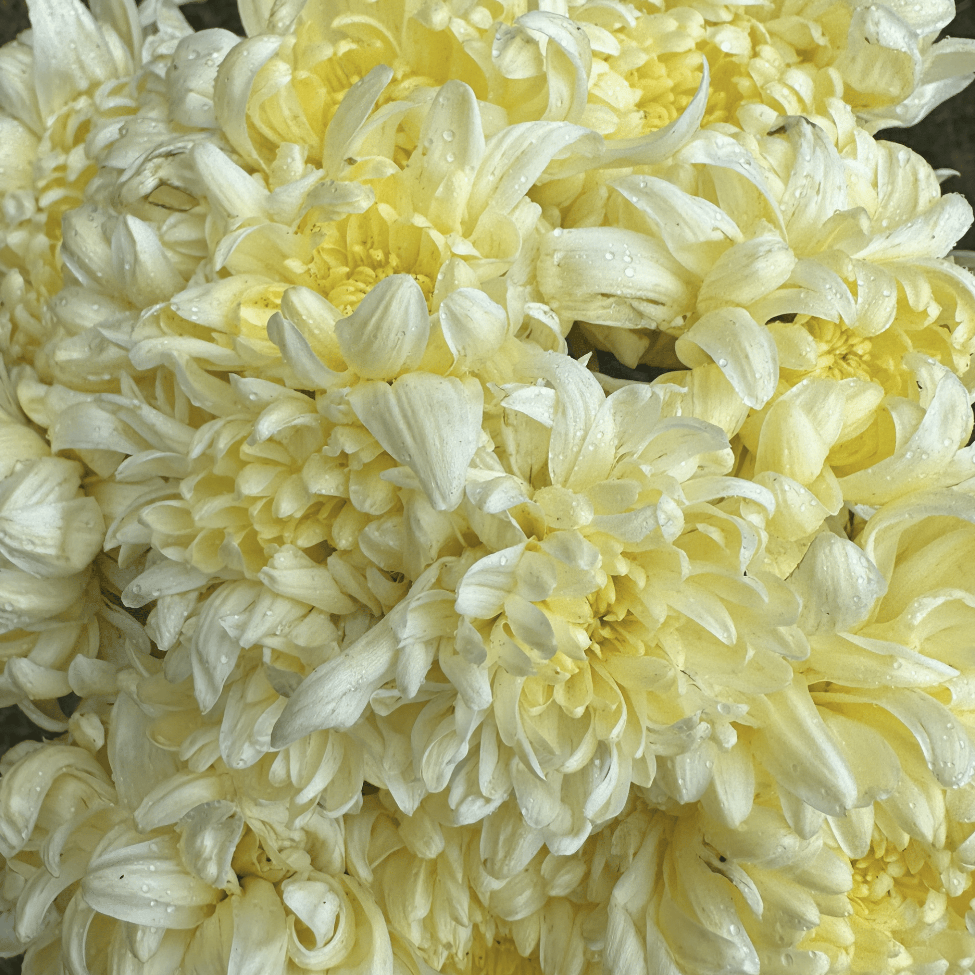 Primrose Mount Shasta Heirloom Chrysanthemum | South Africa - Love Dahlias - south - africa - flower - bulbs