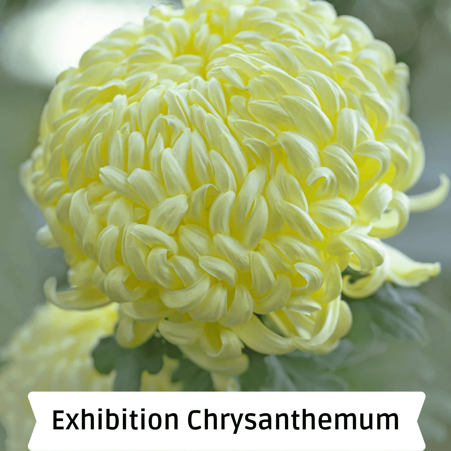 Primrose Mount Shasta Heirloom Chrysanthemum | South Africa - Love Dahlias - south - africa - flower - bulbs
