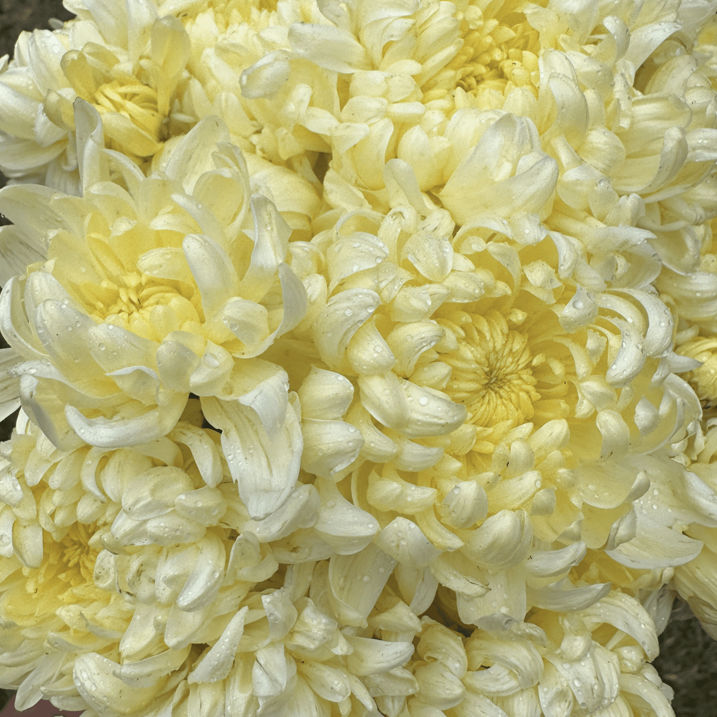 Primrose Mount Shasta Heirloom Chrysanthemum | South Africa - Love Dahlias - south - africa - flower - bulbs
