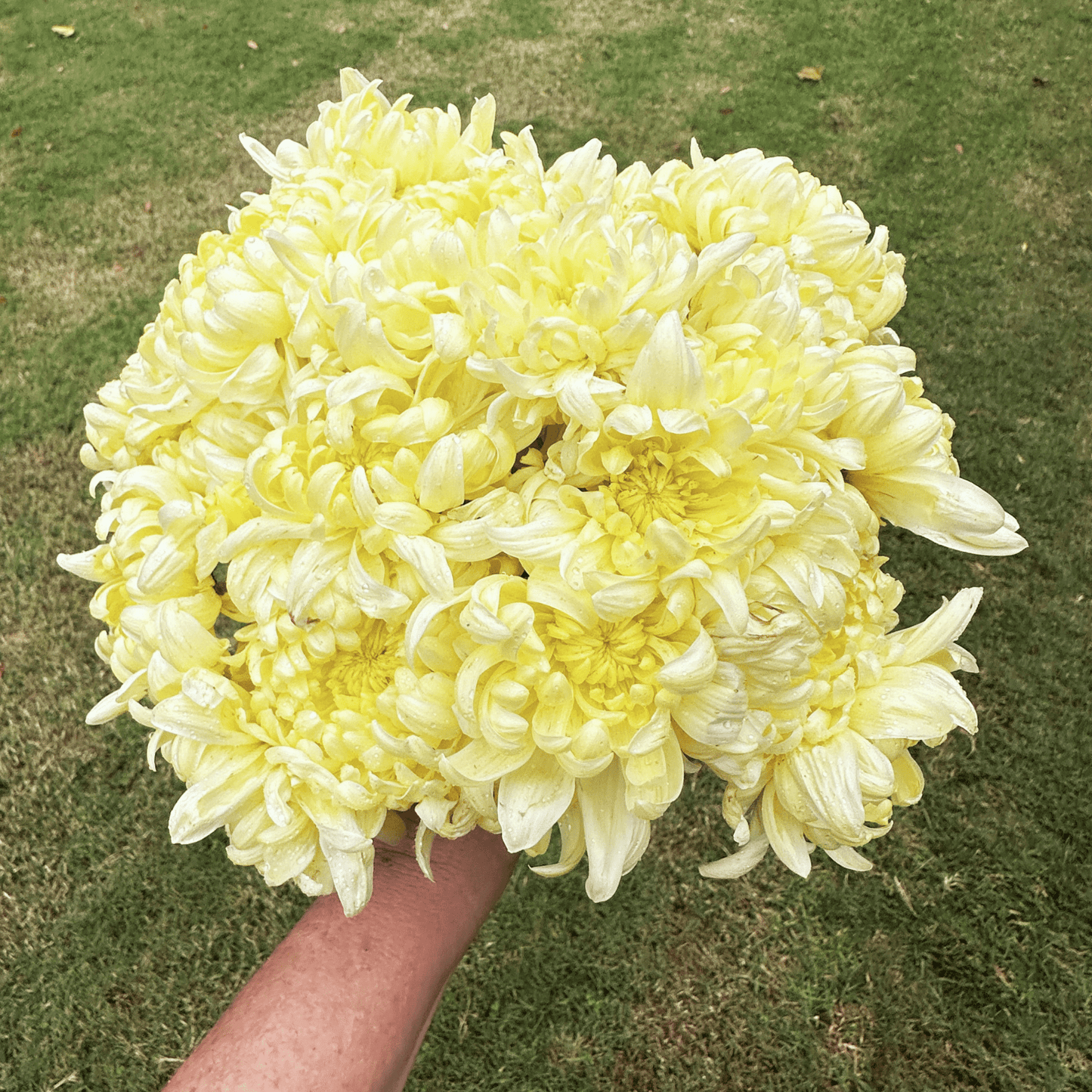 Primrose Mount Shasta Heirloom Chrysanthemum | South Africa - Love Dahlias - south - africa - flower - bulbs