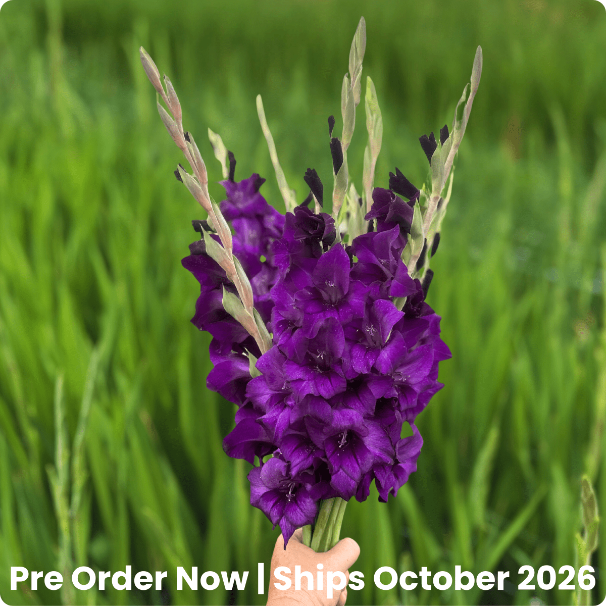 Purple Flora Gladiolus Corms (Pack of 10) Sword Lily - Love Dahlias - south - africa - flower - bulbs