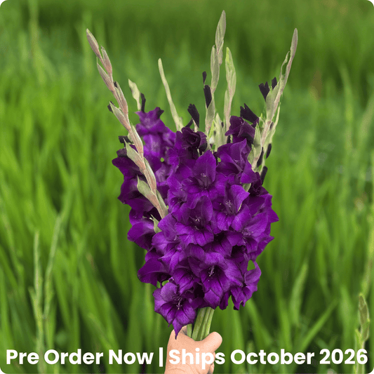Purple Flora Gladiolus Corms (Pack of 10) Sword Lily - Love Dahlias - south - africa - flower - bulbs
