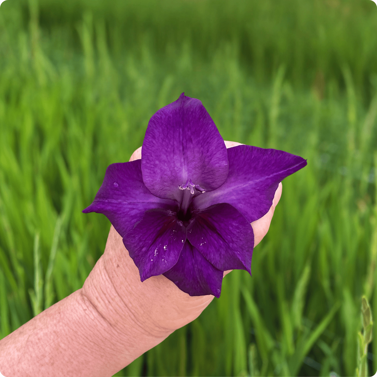 Purple Flora Gladiolus Corms (Pack of 10) Sword Lily - Love Dahlias - south - africa - flower - bulbs