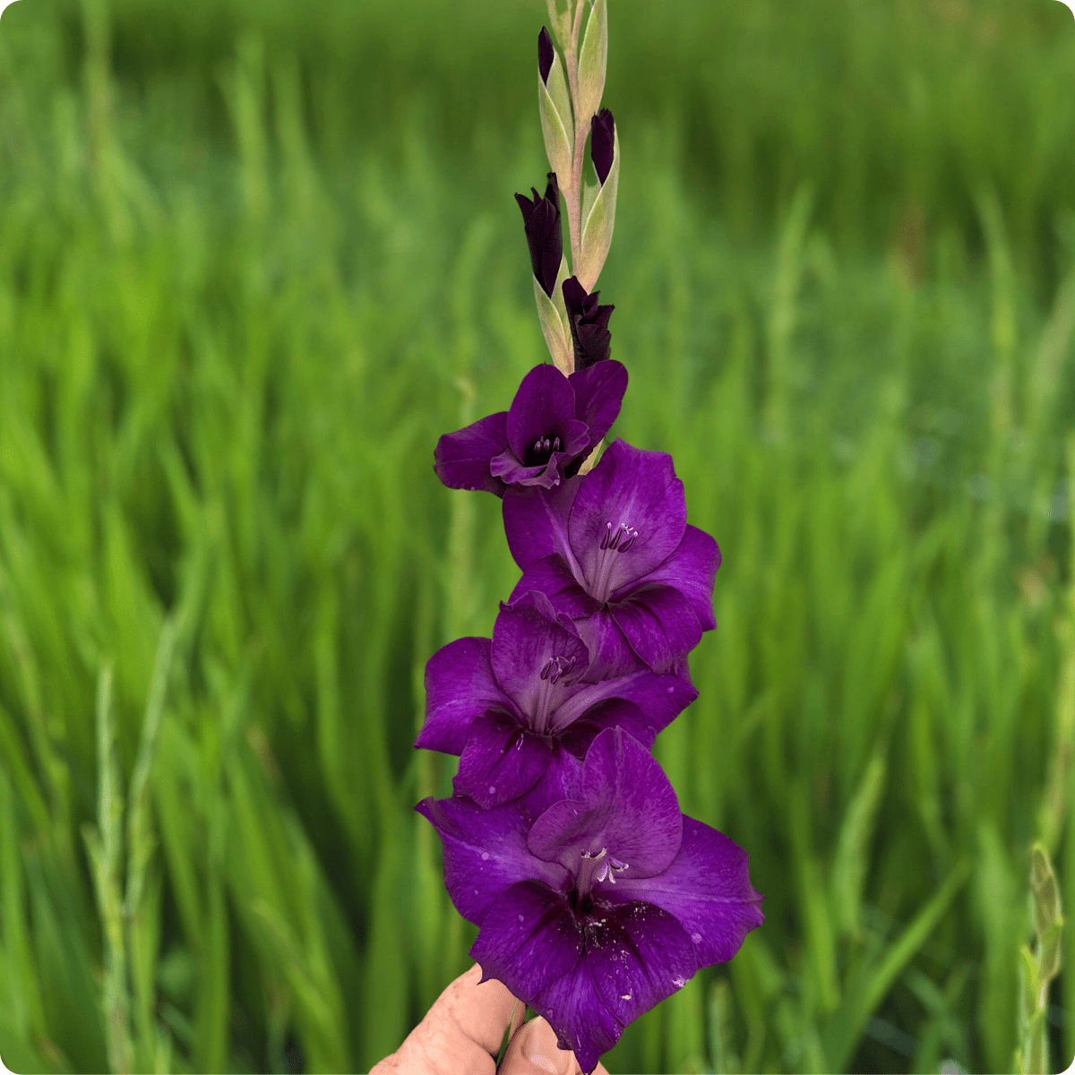 Purple Flora Gladiolus Corms (Pack of 10) Sword Lily - Love Dahlias - south - africa - flower - bulbs
