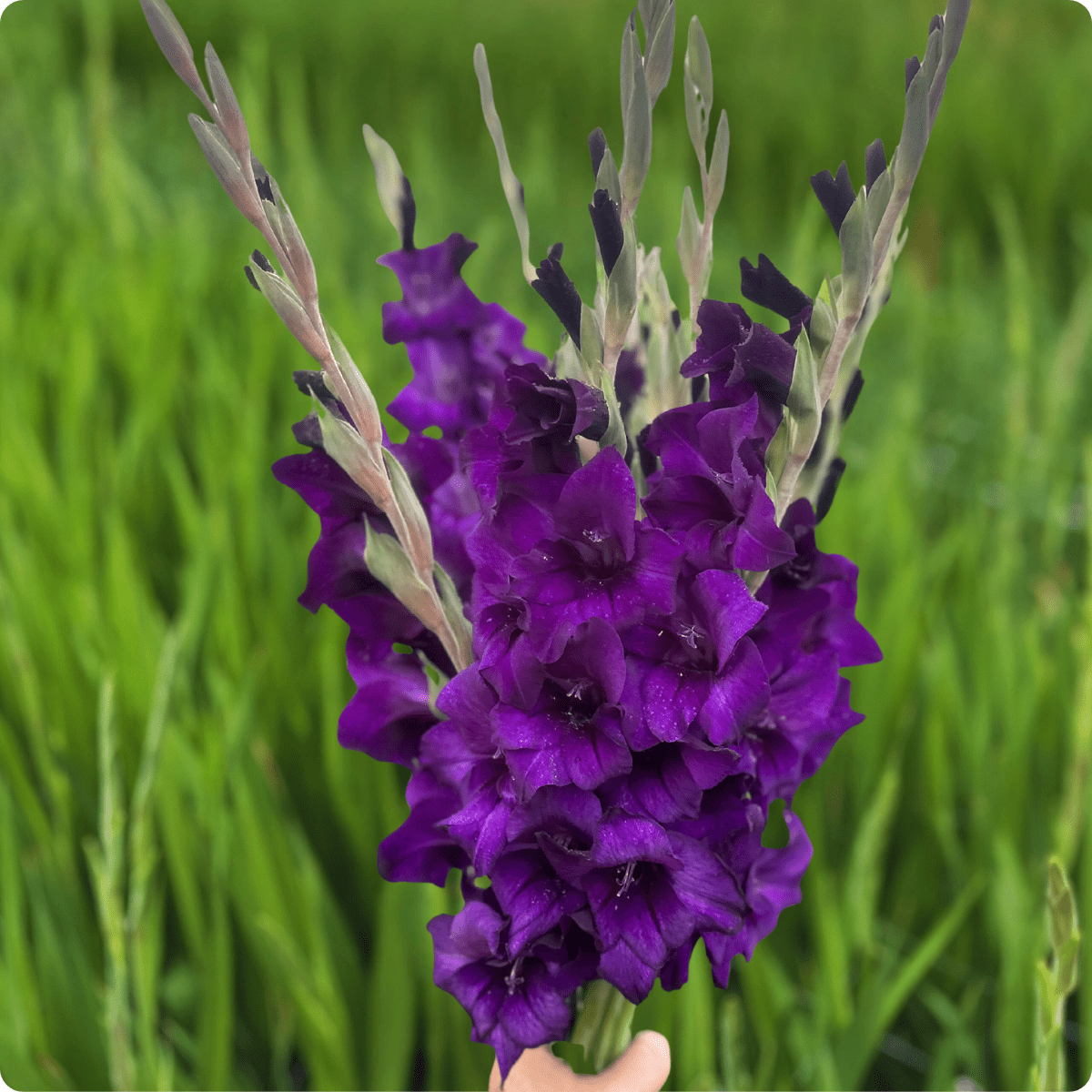 Purple Flora Gladiolus (Pack of 10) Sword Lily - Love Dahlias - south - africa - flower - bulbs