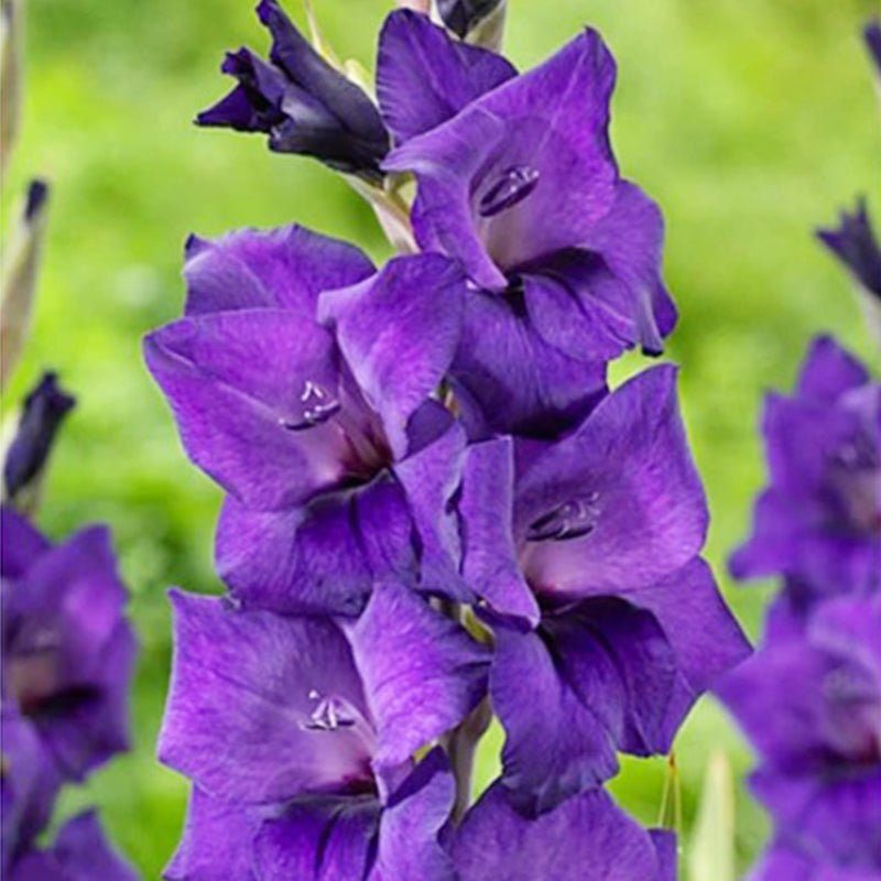 Purple Flora Gladiolus (Pack of 12) Sword Lily - Love Dahlias - south - africa - flower - bulbs