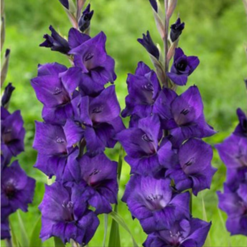 Purple Flora Gladiolus (Pack of 12) Sword Lily - Love Dahlias - south - africa - flower - bulbs