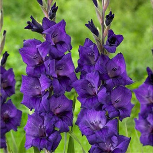 Purple Flora Gladiolus (Pack of 12) Sword Lily - Love Dahlias - south - africa - flower - bulbs