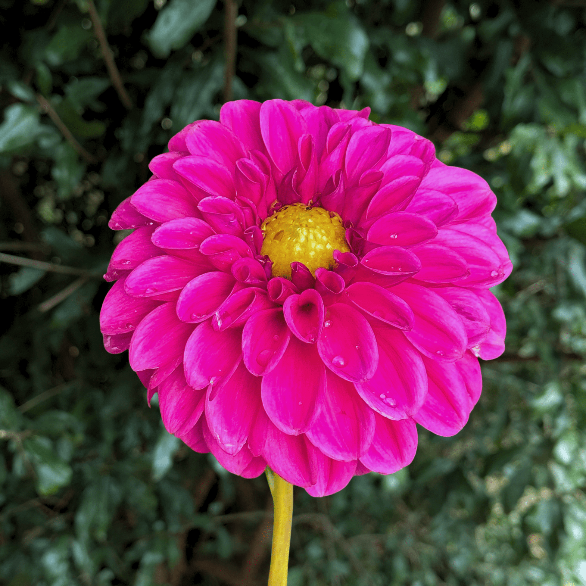 Purple Fox Dahlia Tuber | South Africa - Love Dahlias - south - africa - flower - bulbs