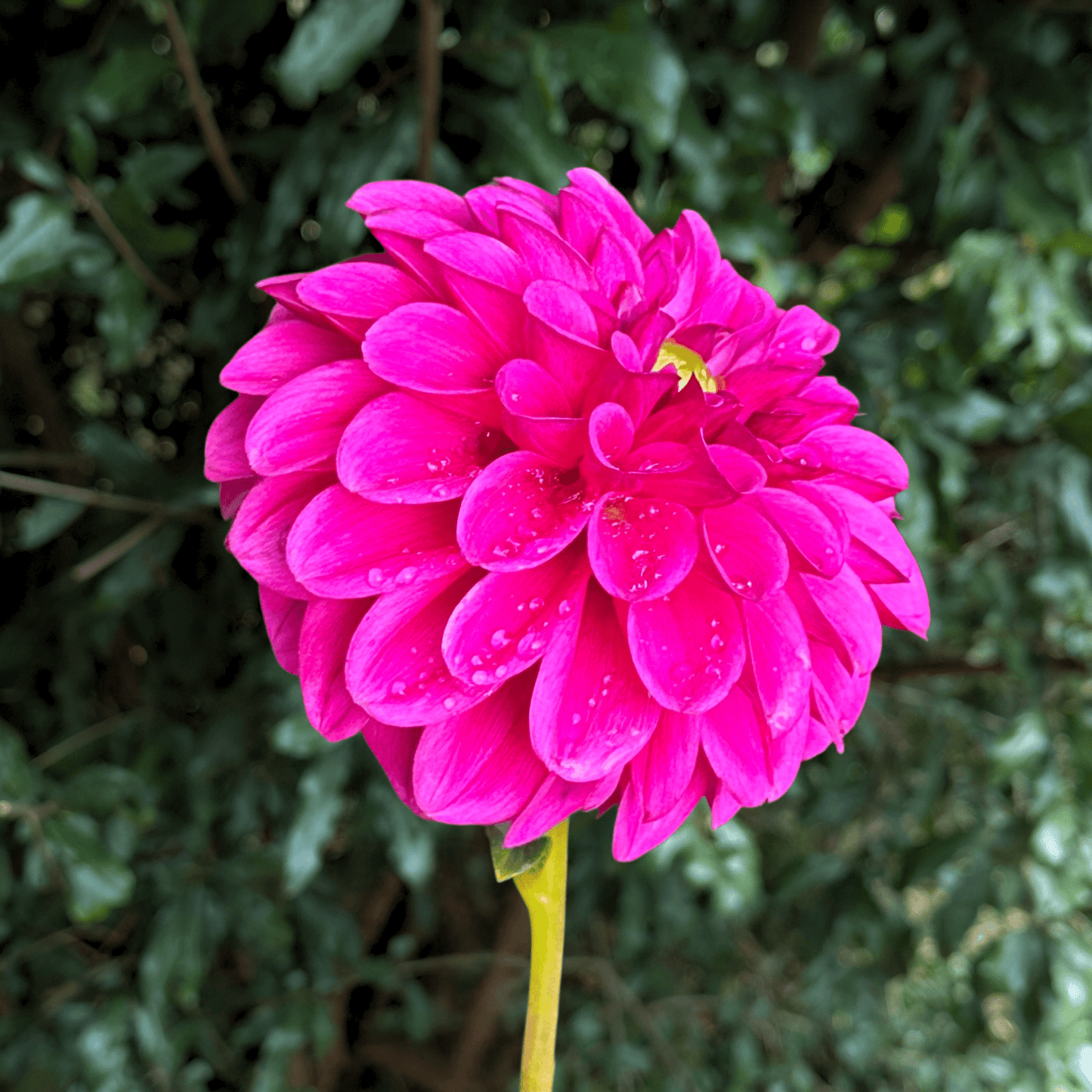 Purple Fox Dahlia Tuber | South Africa - Love Dahlias - south - africa - flower - bulbs