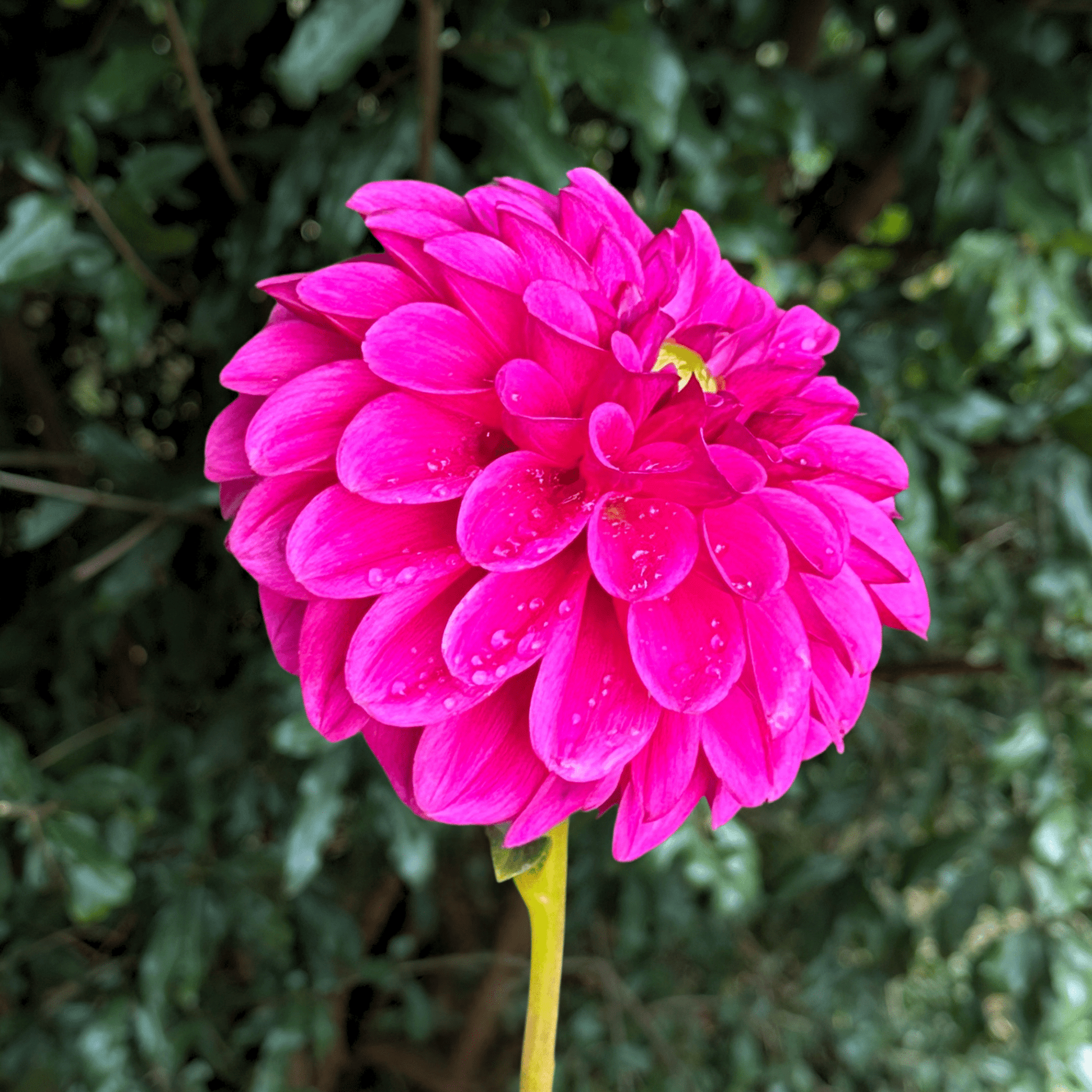 Purple Fox Dahlia Tuber | South Africa - Love Dahlias - south - africa - flower - bulbs
