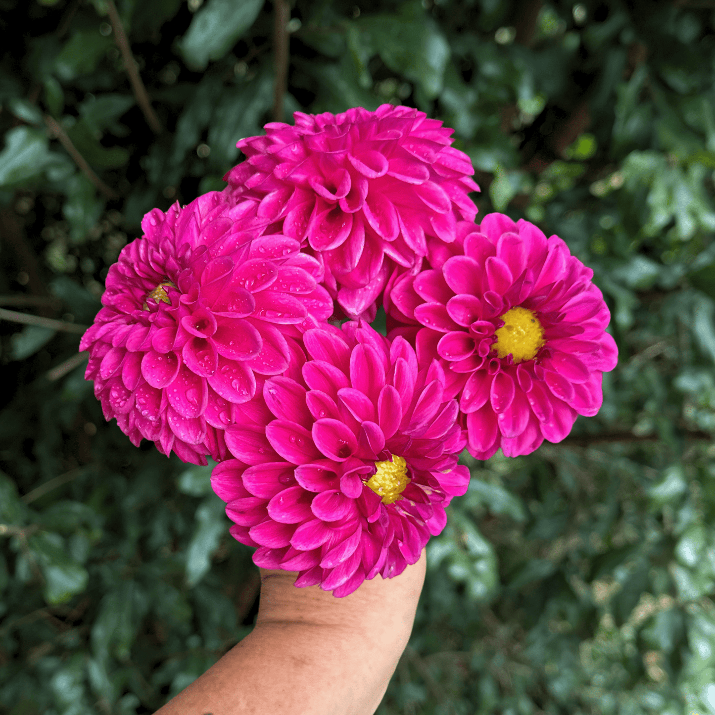 Purple Fox Dahlia Tuber | South Africa - Love Dahlias - south - africa - flower - bulbs