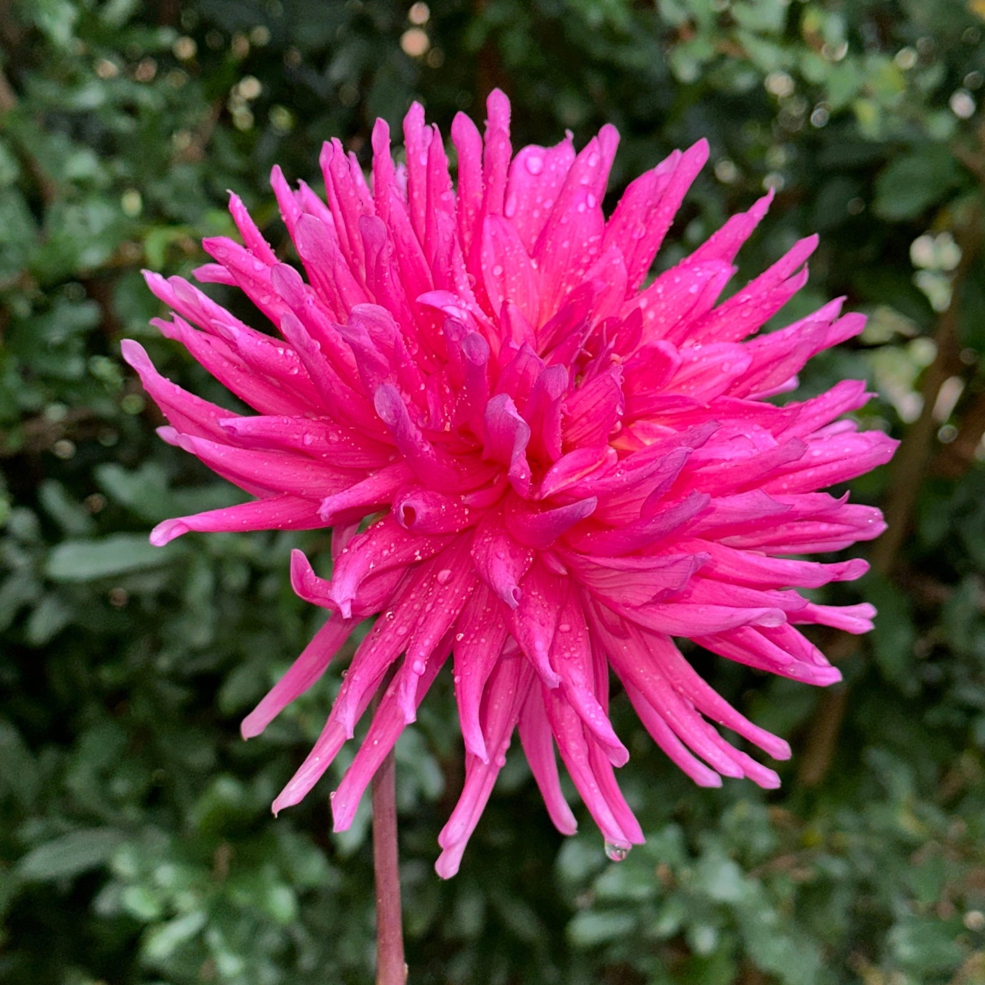 Purple Gem Dahlia Tuber - Love Dahlias - south - africa - flower - bulbs
