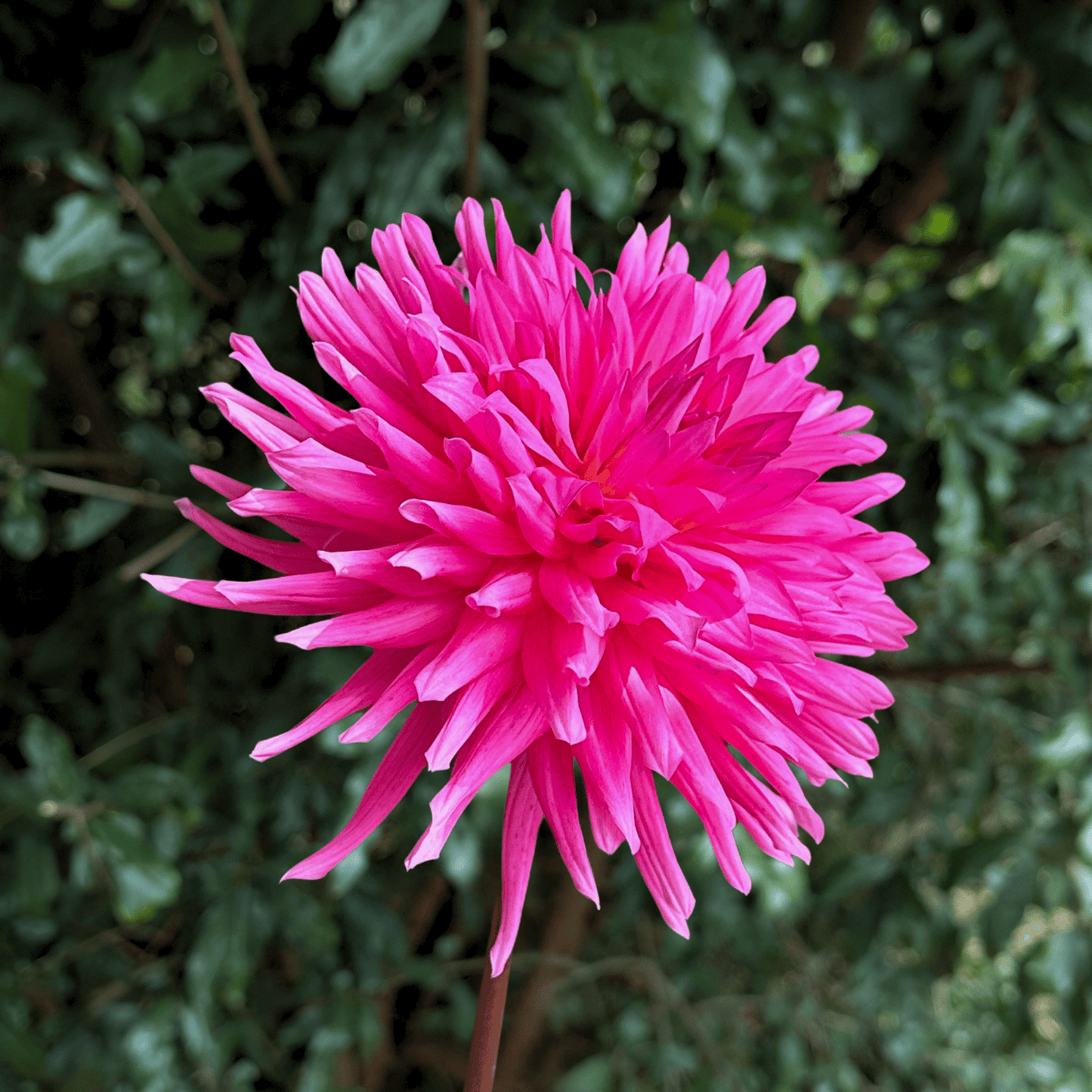 Purple Gem Dahlia Tuber | South Africa - Love Dahlias - south - africa - flower - bulbs