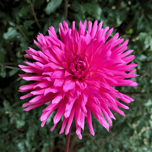 Purple Gem Dahlia Tuber | South Africa - Love Dahlias - south - africa - flower - bulbs