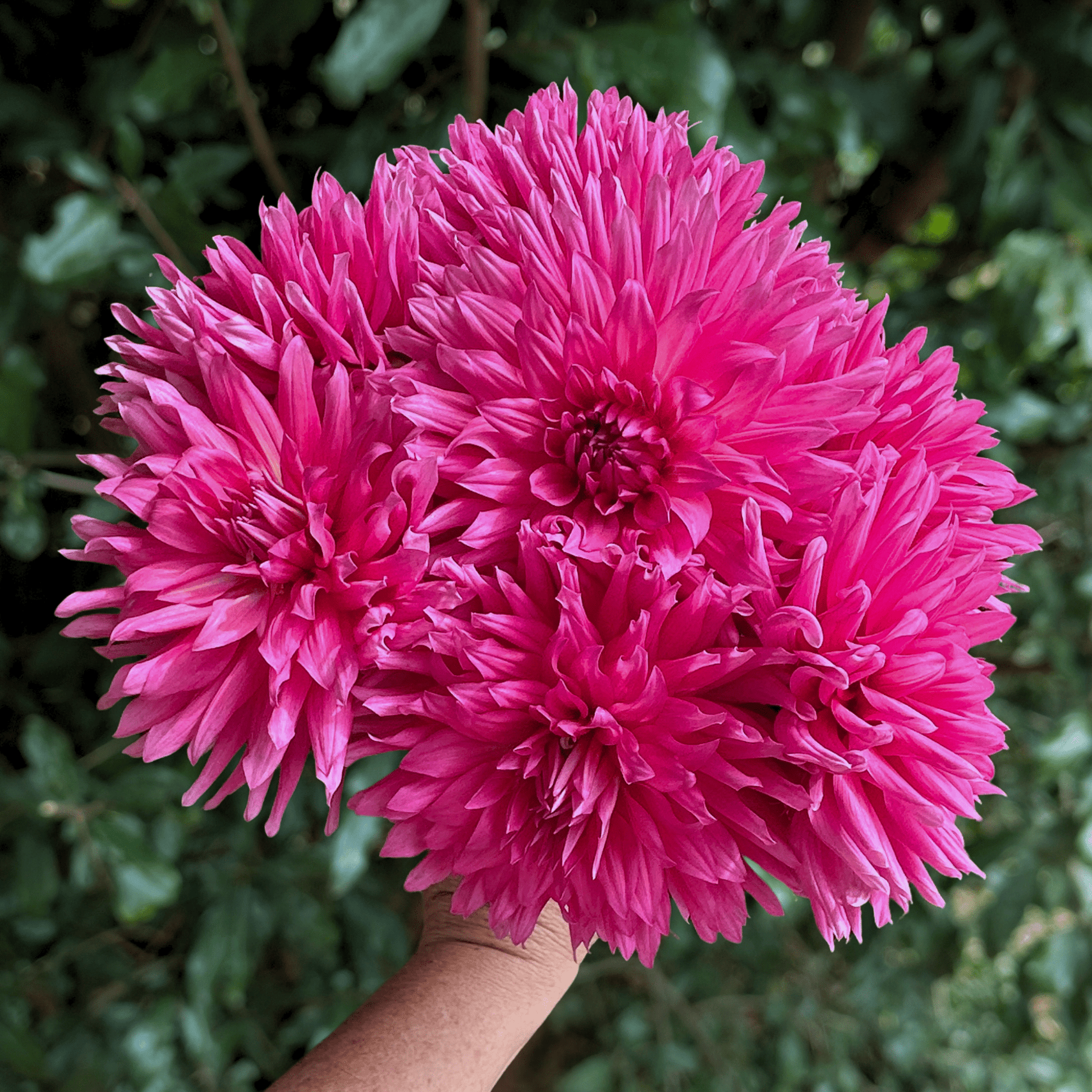 Purple Gem Dahlia Tuber | South Africa - Love Dahlias - south - africa - flower - bulbs