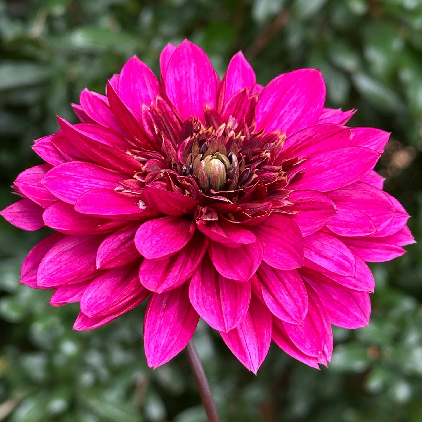 Purple Haze Dahlia Tuber - Love Dahlias - south - africa - flower - bulbs